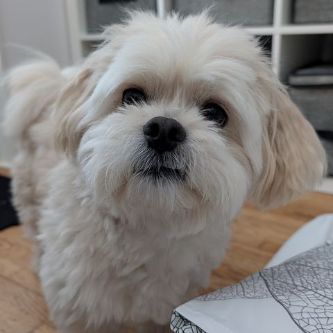 A small fluffy white dog with dark eyes and a black nose looking up at the camera